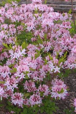 Pinxterbloom Azalea (Rhododendron Periclymenoides) - 3 Gallon Pot 14 Pinxterbloom Azalea (Rhododendron Periclymenoides) - 3 Gallon Pot -Good Housekeeping Shop Native Azalea Pinxterbloom 1