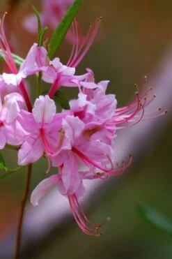 Pinxterbloom Azalea (Rhododendron Periclymenoides) - 3 Gallon Pot 19 Pinxterbloom Azalea (Rhododendron Periclymenoides) - 3 Gallon Pot -Good Housekeeping Shop Native Azalea Pinxterbloom 10