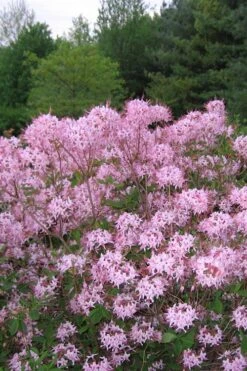 Pinxterbloom Azalea (Rhododendron Periclymenoides) - 3 Gallon Pot 15 Pinxterbloom Azalea (Rhododendron Periclymenoides) - 3 Gallon Pot -Good Housekeeping Shop Native Azalea Pinxterbloom 3