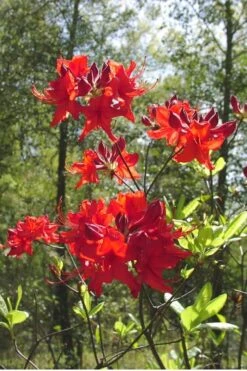 Radiant Red Aromi Azalea (Rhododendron Hybrid) - 1 Gallon Pot -Good Housekeeping Shop Native Azalea Radiant Red 6