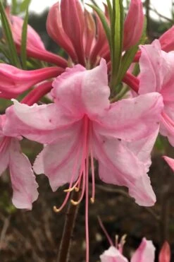 Spring Sensation Aromi Azalea (Rhododendron Hybrid) - 3 Gallon Pot