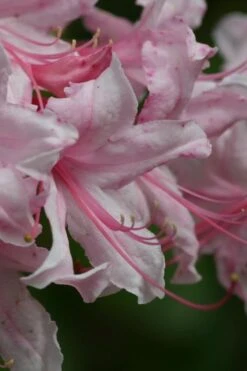 Spring Sensation Aromi Azalea (Rhododendron Hybrid) - 3 Gallon Pot -Good Housekeeping Shop Native Azalea Spring Sensation 2
