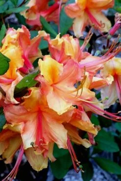 Tallulah Sunrise Native Azalea (Rhododendron) - 1 Gallon Pot -Good Housekeeping Shop Native Azalea Tallulah Sunrise 21