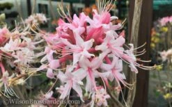 Varnadoes Phlox Pink Native Azalea - Rhododendron Canescens - 1 Gallon Pot -Good Housekeeping Shop Native Azalea Varnadoes Pink Phlox 50