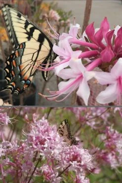 Varnadoes Phlox Pink Native Azalea - Rhododendron Canescens - 1 Gallon Pot -Good Housekeeping Shop Native Azalea Varnadoes Pink Phlox 55