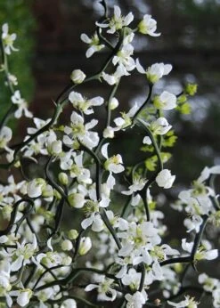 Flying Dragon Hardy Orange Tree - 7 Gallon Pot (3-4') -Good Housekeeping Shop Orange Flying Dragon 10 1