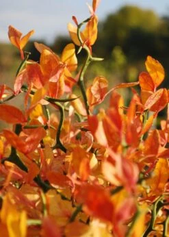 Flying Dragon Hardy Orange Tree - 3 Gallon Pot -Good Housekeeping Shop Orange Flying Dragon 13