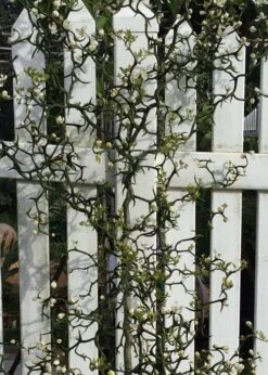 Flying Dragon Hardy Orange Tree - 7 Gallon Pot (3-4') -Good Housekeeping Shop Orange Flying Dragon 3 1