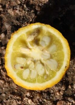 Flying Dragon Hardy Orange Tree - 3 Gallon Pot -Good Housekeeping Shop Orange Flying Dragon 5