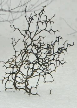 Flying Dragon Hardy Orange Tree - 3 Gallon Pot -Good Housekeeping Shop Orange Flying Dragon 7