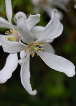 Flying Dragon Hardy Orange Tree - 3 Gallon Pot -Good Housekeeping Shop Orange Flying Dragon 8