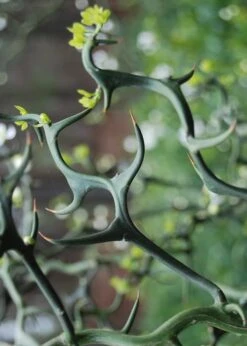 Flying Dragon Hardy Orange Tree - 3 Gallon Pot -Good Housekeeping Shop Orange Flying Dragon 9