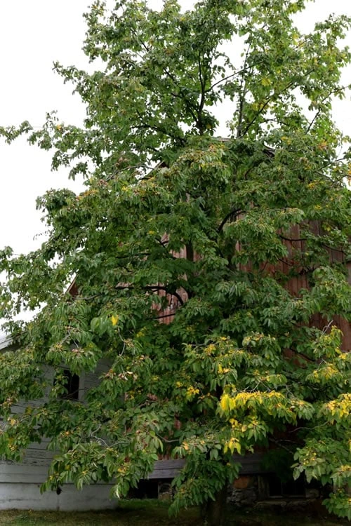 American Persimmon Tree (Diospyros Virginiana) - 1 Gallon Pot 6 American Persimmon Tree (Diospyros Virginiana) - 1 Gallon Pot - Image 6