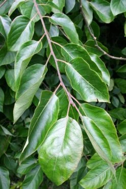 American Persimmon Tree (Diospyros Virginiana) - 3 Pack Of 1.5 Quart Pots -Good Housekeeping Shop Persimmon American 3