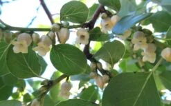 American Persimmon Tree - Diospyros Virginiana - 2 Gallon Pot 13 American Persimmon Tree - Diospyros Virginiana - 2 Gallon Pot -Good Housekeeping Shop Persimmon American 5 2