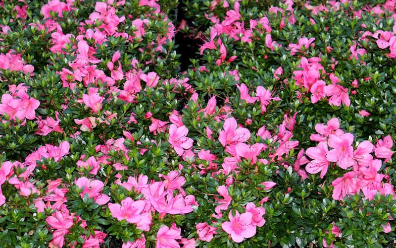 Chinzan Dwarf Azalea - 3 Gallon Pot 7 Chinzan Dwarf Azalea - 3 Gallon Pot - Image 7