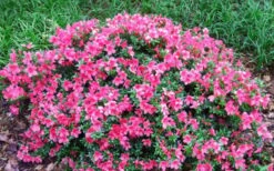Chinzan Dwarf Azalea - 1 Gallon Pot -Good Housekeeping Shop Picture Azalea Chinzan 2