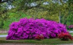 Formosa Southern Indica Azalea - 7 Gallon Pot 10 Formosa Southern Indica Azalea - 7 Gallon Pot -Good Housekeeping Shop Picture Azlea Formosa Shrub 5