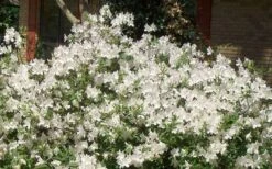Mrs. G.G. Gerbing White Southern Indica Azalea - 3 Gallon Pot -Good Housekeeping Shop Picture Azlea GG Gerbing 1