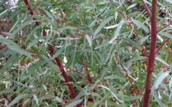 Angus Cold Hardy Eucalyptus Tree (Eucalyptus Nicholii) - 1 Gallon Pot -Good Housekeeping Shop Picture Eucalyptus Tree Anugus Willow Leaf Peppermint 4