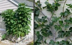 Brown Turkey Fig Tree - 3 Gallon Pot -Good Housekeeping Shop Picture Fig Brown Turkey Espalier 1