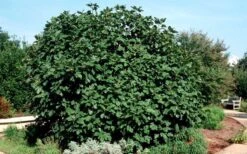 Brown Turkey Fig Tree - 3 Gallon Pot -Good Housekeeping Shop Picture Fig Brown Turkey Shrub Large 1