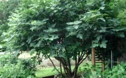 Brown Turkey Fig Tree - 5 Gallon Pot -Good Housekeeping Shop Picture Fig Brown Turkey Tree Multi
