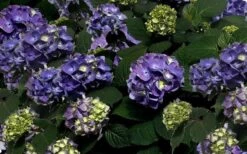 Bloomstruck Endless Summer Hydrangea - 2 Gallon Pot -Good Housekeeping Shop Picture Hydrangea Bloomstruck