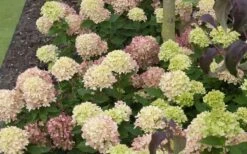 Little Lime Hydrangea - 3 Pack Of Quart Pots -Good Housekeeping Shop Picture Hydrangea Little Lime 2