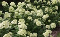 Little Lime Hydrangea - 1 Gallon Pot -Good Housekeeping Shop Picture Hydrangea Little Lime 3 1