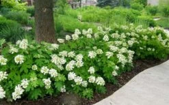Pee Wee Dwarf Oakleaf Hydrangea - 2 Gallon Pot -Good Housekeeping Shop Picture Hydrangea Oakleaf Pee Wee Border 2