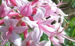 Varnadoes Phlox Pink Native Azalea - Rhododendron Canescens - 1 Gallon Pot -Good Housekeeping Shop Picture Native Azalea Varnadoes Pink Phlox Closeup