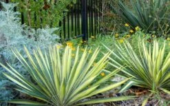 Color Guard Yucca - 6 Pack Of 1 Gallon Pots -Good Housekeeping Shop Picture Yucca Color Guard Landscape