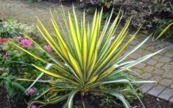 Color Guard Yucca - 1 Gallon Pot 11 Color Guard Yucca - 1 Gallon Pot -Good Housekeeping Shop Picture Yucca Color Guard Plant 2