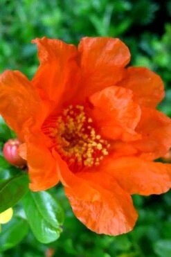 Russian 26 Cold Hardy Pomegranate - 3 Gallon Pot -Good Housekeeping Shop Pomegranate Russian 26 11 1