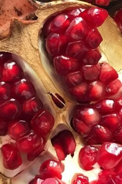 Salavatski Cold Hardy Russian Pomegranate - 3 Gallon Pot 9 Salavatski Cold Hardy Russian Pomegranate - 3 Gallon Pot -Good Housekeeping Shop Pomegranate Salavatski 2