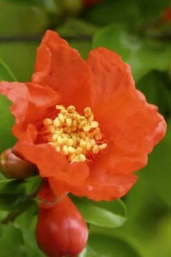 Salavatski Cold Hardy Russian Pomegranate - 3 Gallon Pot 10 Salavatski Cold Hardy Russian Pomegranate - 3 Gallon Pot -Good Housekeeping Shop Pomegranate Salavatski 3