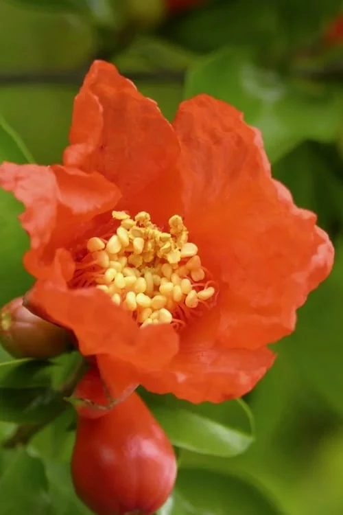 Salavatski Cold Hardy Russian Pomegranate - 3 Gallon Pot 5 Salavatski Cold Hardy Russian Pomegranate - 3 Gallon Pot - Image 5