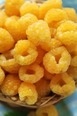 Fall Gold Raspberry - 1 Gallon Pot 7 Fall Gold Raspberry - 1 Gallon Pot -Good Housekeeping Shop Raspberry Fall Gold 2