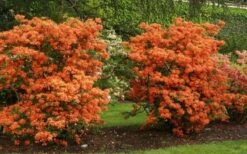 Gibraltar Azalea (Rhododendron) - 3 Gallon Pot -Good Housekeeping Shop Rhododendron Gibraltar 1