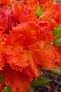 Gibraltar Azalea (Rhododendron) - 3 Gallon Pot -Good Housekeeping Shop Rhododendron Gibraltar 4