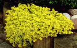 Gold Moss Sedum - 10 Pack Of 4" Pint Pots -Good Housekeeping Shop Sedum Acre Gold Moss 1