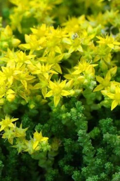 Gold Moss Sedum - 10 Pack Of 4" Pint Pots -Good Housekeeping Shop Sedum Acre Gold Moss 3