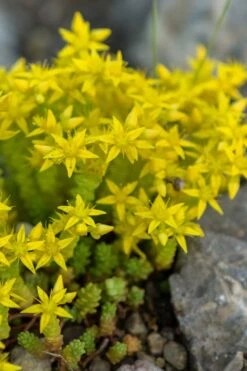 Gold Moss Sedum - 10 Pack Of 4" Pint Pots -Good Housekeeping Shop Sedum Acre Gold Moss 4