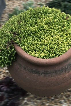 Gold Moss Sedum - 10 Pack Of 4" Pint Pots -Good Housekeeping Shop Sedum Acre Gold Moss 5