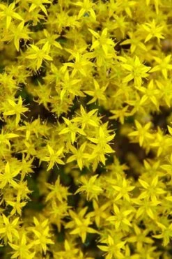 Gold Moss Sedum - 10 Pack Of 4" Pint Pots -Good Housekeeping Shop Sedum Acre Gold Moss 6