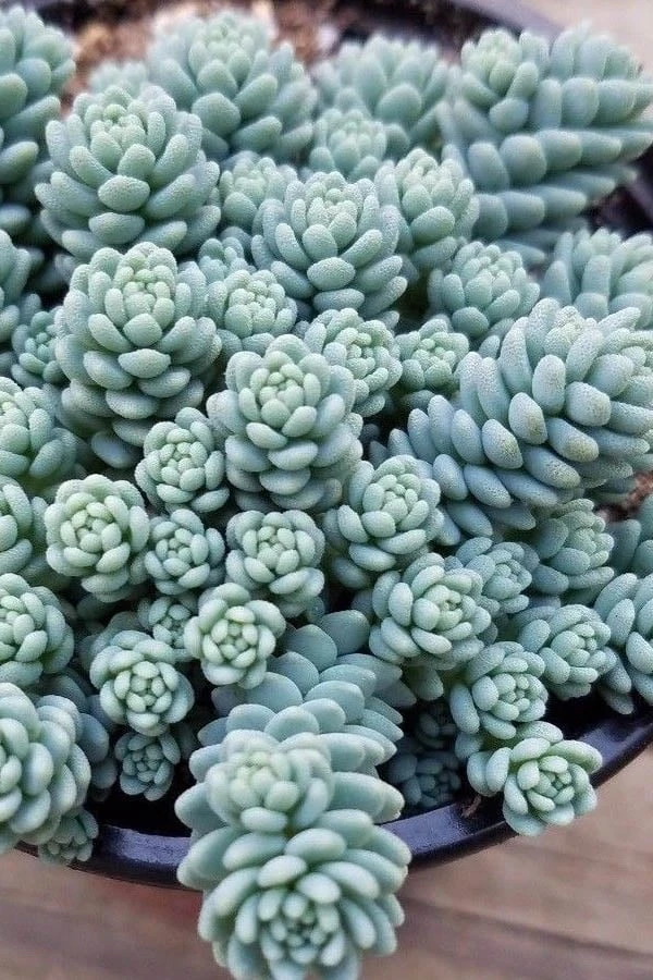 Blue Tears Sedum (Corsican Stonecrop) - 10 Pack Of Pint Pots 1 Blue Tears Sedum (Corsican Stonecrop) - 10 Pack Of Pint Pots