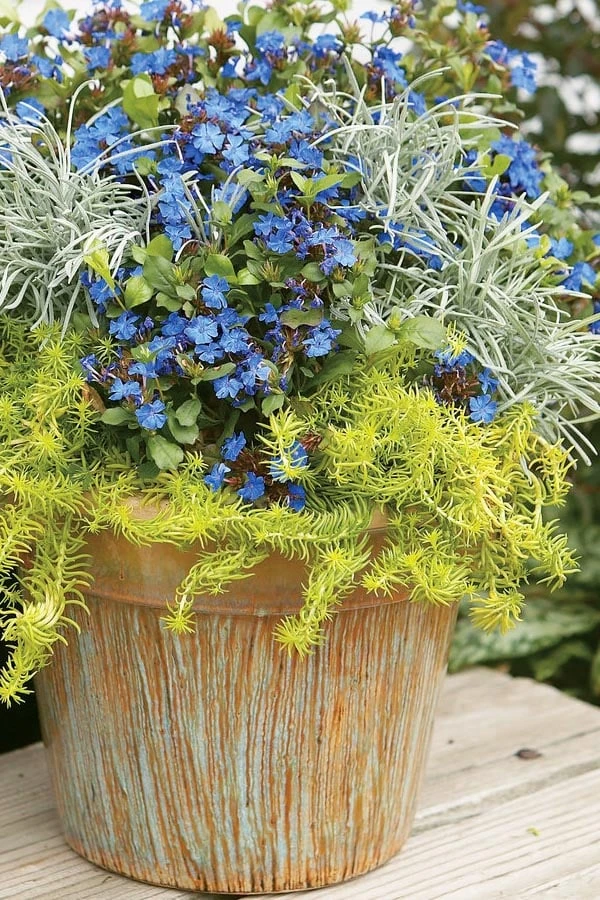 Angelina Sedum - 10 Count Flat Of 4" Pots 9 Angelina Sedum - 10 Count Flat Of 4" Pots - Image 9