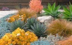 Angelina Sedum - 10 Count Flat Of 4" Pots 12 Angelina Sedum - 10 Count Flat Of 4" Pots -Good Housekeeping Shop Sedum Rupestre Angelina 10 1