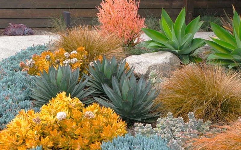 Angelina Sedum - 10 Count Flat Of 4" Pots 4 Angelina Sedum - 10 Count Flat Of 4" Pots - Image 4